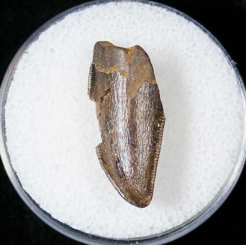 Partial Tyrannosaur Tooth - Montana #17556